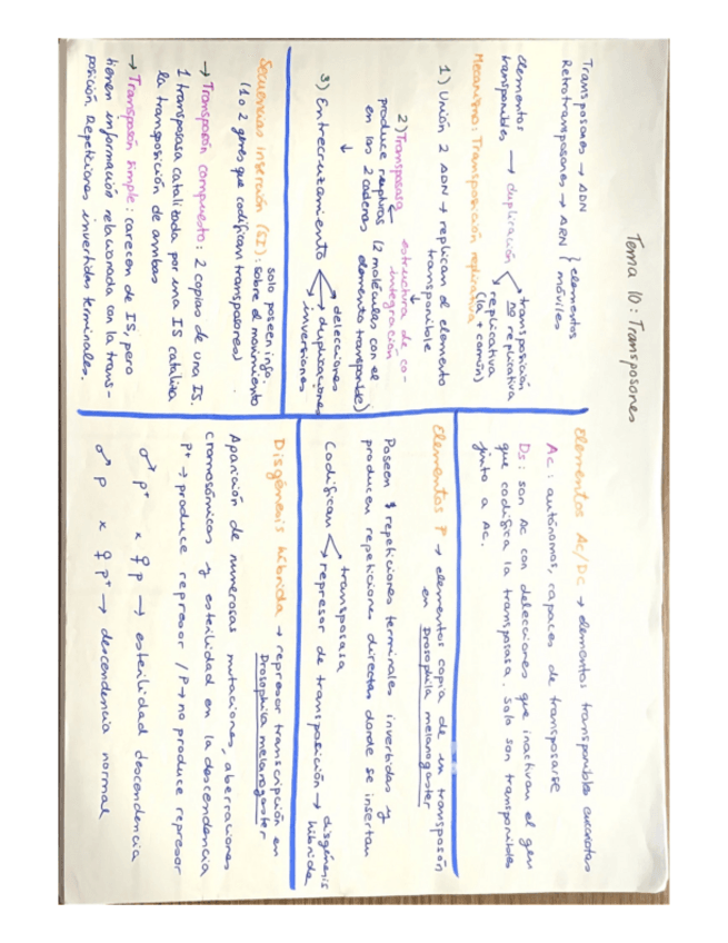 Miniatura del documento resums-1-cara-segon-parcial-genetica.pdf
