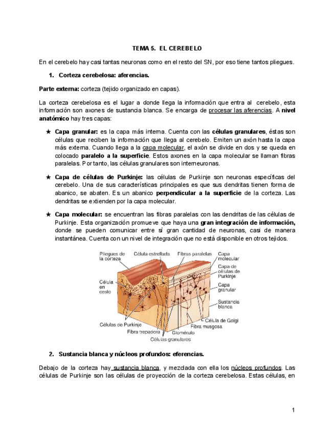 Miniatura del documento TEMA-5.-EL-CEREBELO.pdf