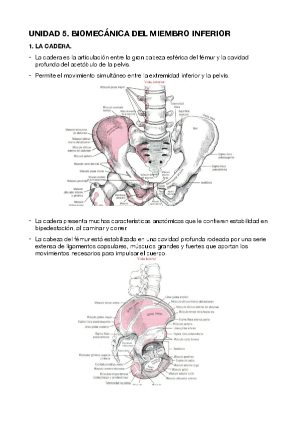 Miniatura del documento BIOMECANICA-MIEMBRO-INFERIOR.pdf