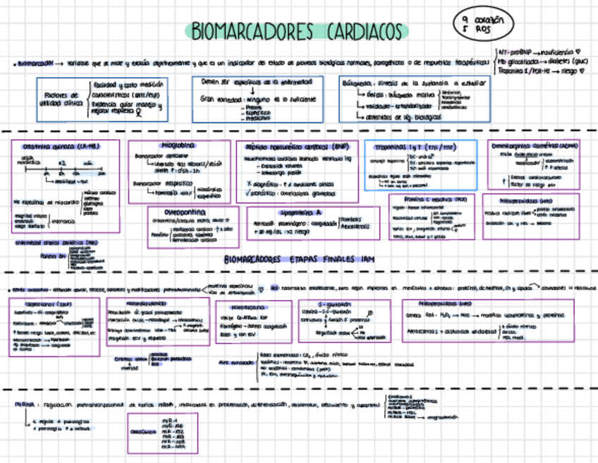 Miniatura del documento Esquema-Biomarcadores-Cardiacos-para-examen.pdf
