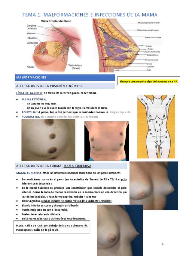 Miniatura del documento TEMA-1.-MALFORMACIONES-E-INFECCIONES-DE-LA-MAMA.pdf