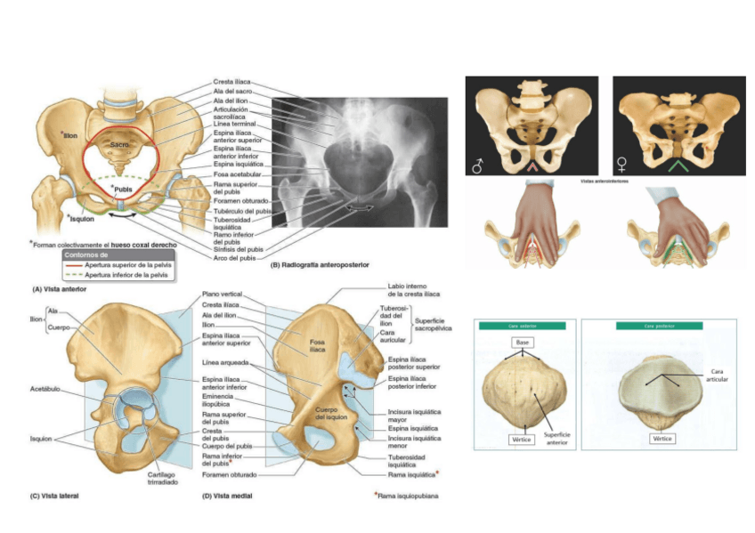Miniatura del documento estructura-pelvica-osea.pdf