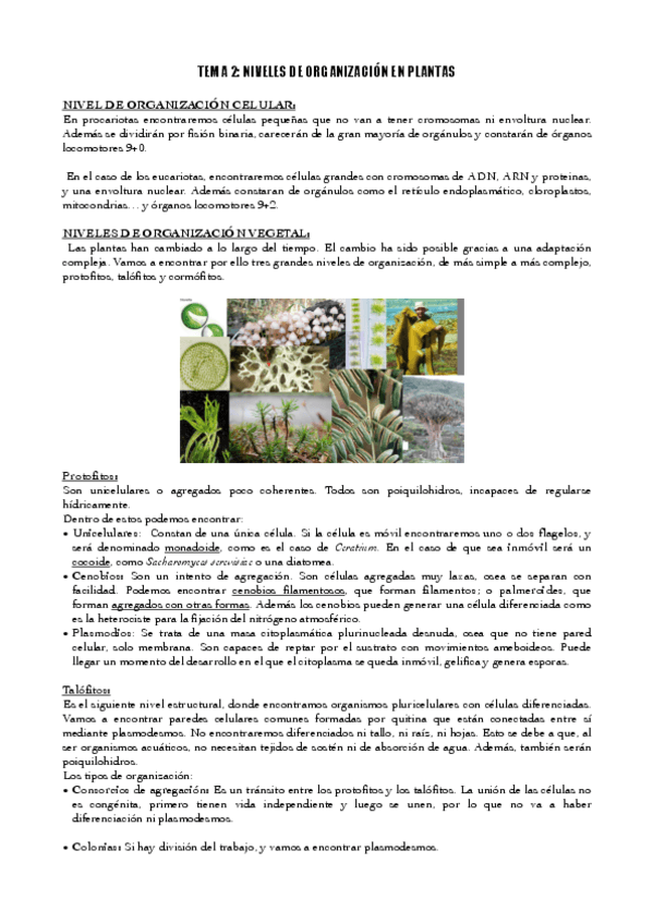 Miniatura del documento TEMA-2-NIVELES-DE-ORGANIZACION-EN-PLANTAS.pdf