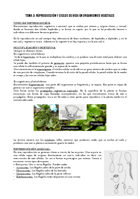Miniatura del documento TEMA-3-REPRODUCCION-Y-CICLOS-DE-VIDA-EN-ORGANISMOS-VEGETALES.pdf