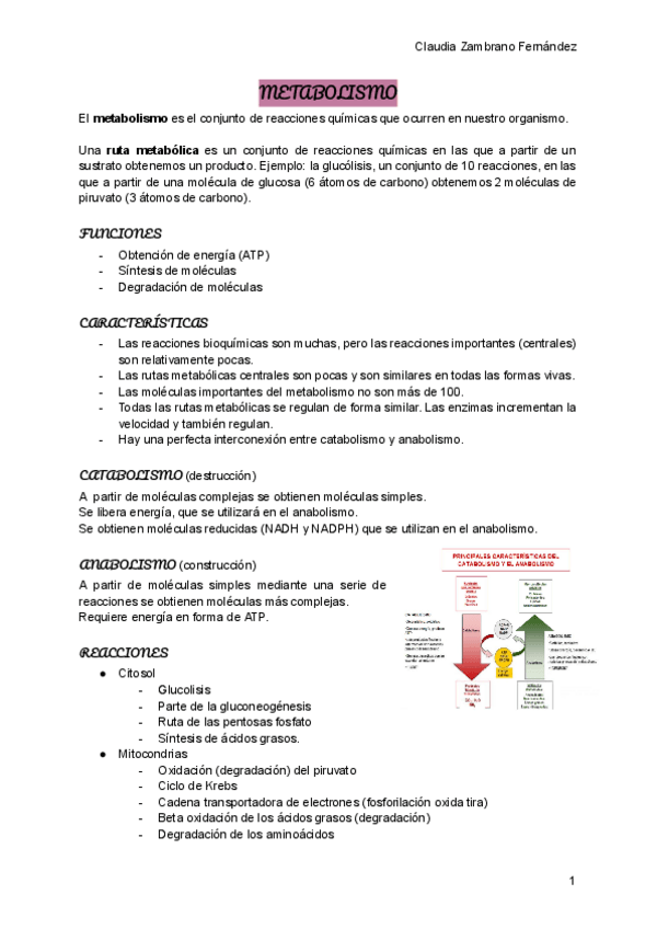 Miniatura del documento Metabolismo.pdf
