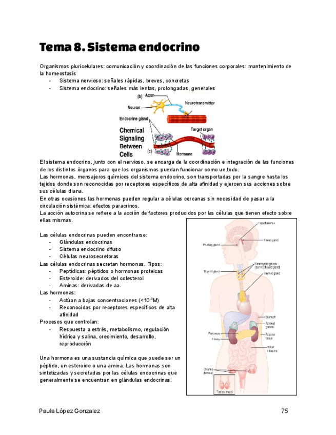 Miniatura del documento Tema-8.-Sistema-endocrino.pdf