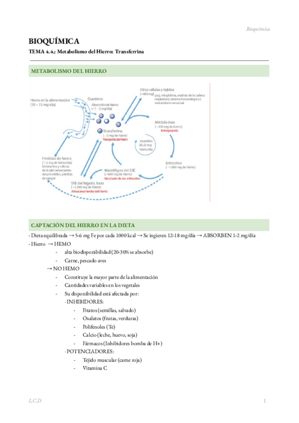 Miniatura del documento BIOQUIMICA-TEMA-4.4.-Transferrina.pdf