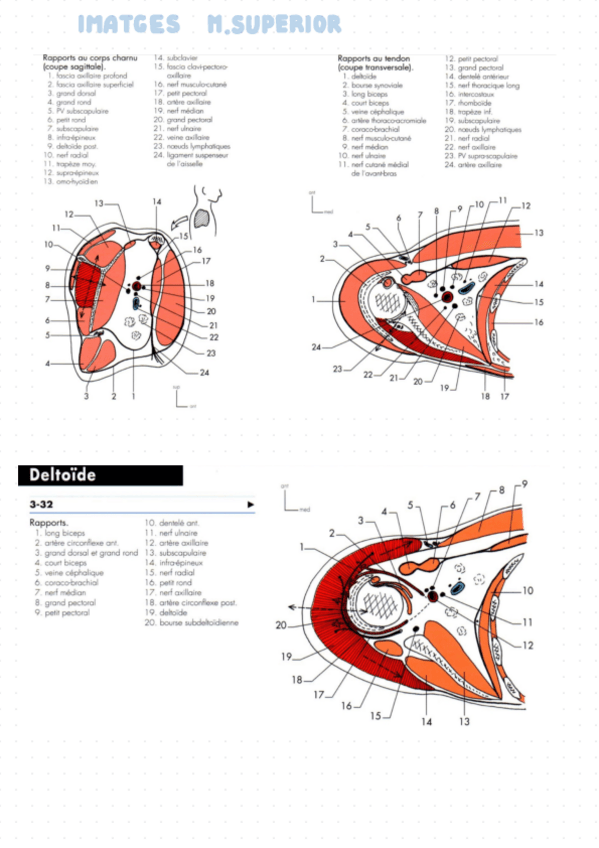 Miniatura del documento Talls-Axials-MS-Dufour-Complet.pdf