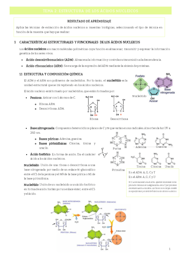 Miniatura del documento T2 Estructura-acidos-nucleicos.pdf