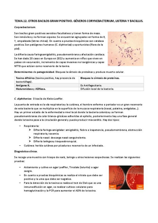 Miniatura del documento TEMA.12 otros bacilos gram positivos docx.pdf