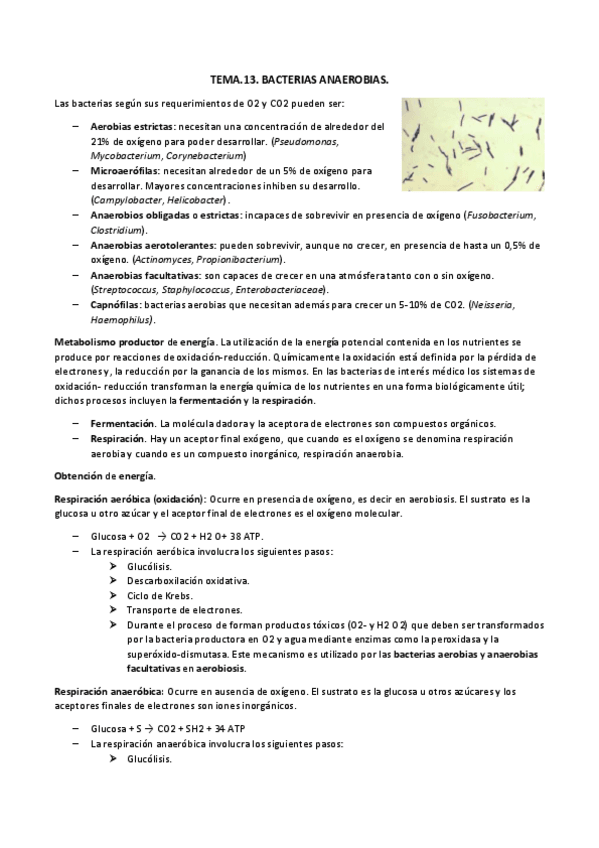 Miniatura del documento TEMA.13.bacterias anaerobiasdocx.pdf