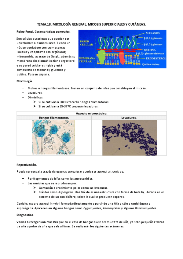 Miniatura del documento TEMA.18. micologia general docx.pdf