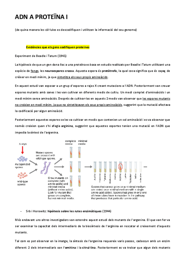 Miniatura del documento ADN-A-PROTEINES.pdf