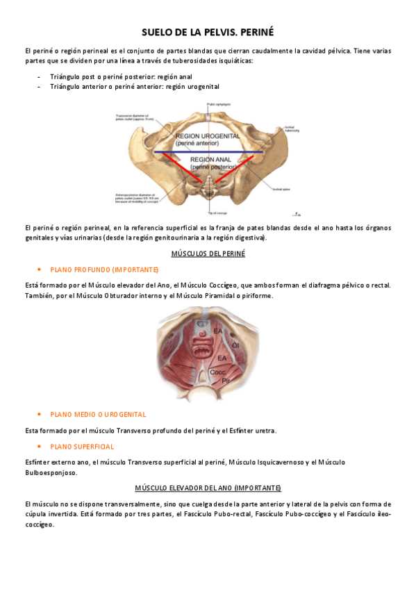 Miniatura del documento Suelo-de-la-Pelvis-Perine-tema.pdf