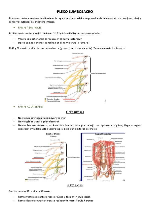 Miniatura del documento Plexo-lumbosacro.pdf