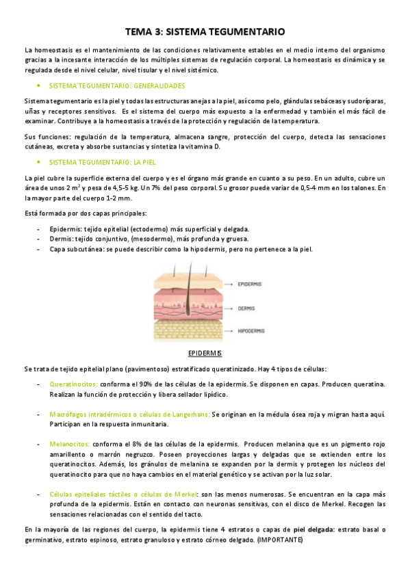 Miniatura del documento Tema-3-Sistema-tegumentario.pdf