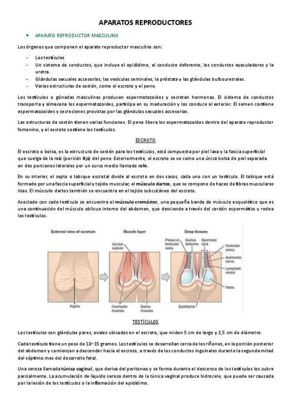 Miniatura del documento Tema-14-Reproductor.pdf