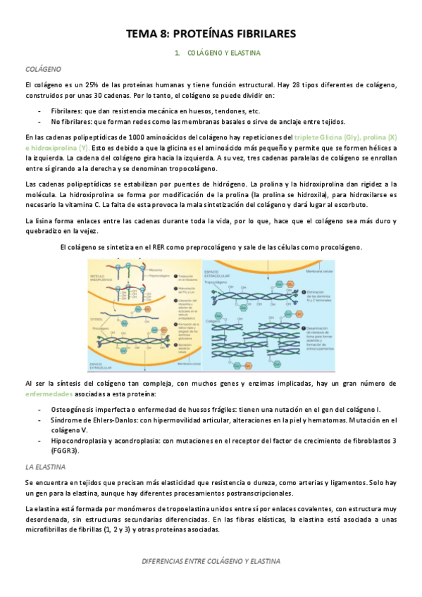 Miniatura del documento Tema-8-proteinas-fibrilares.pdf