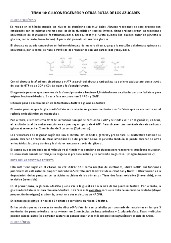 Miniatura del documento Tema-15-gluconeogenesis.pdf