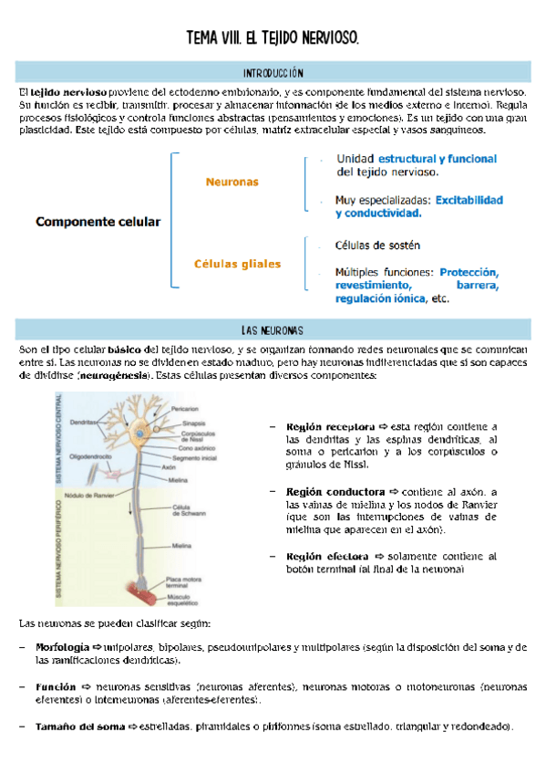 Miniatura del documento histopatologia-T8.pdf