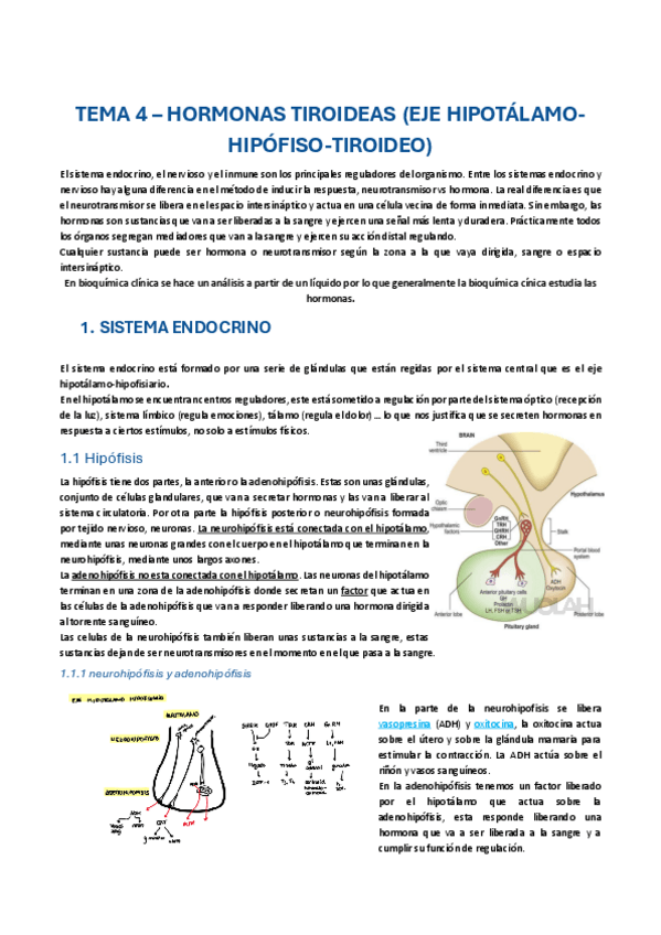 Miniatura del documento TEMA-4-eje-hipotalamo-hipofisario.pdf