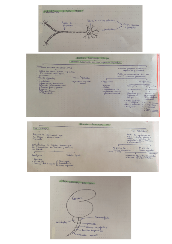 Miniatura del documento Practica-1-Psicobiologia.pdf