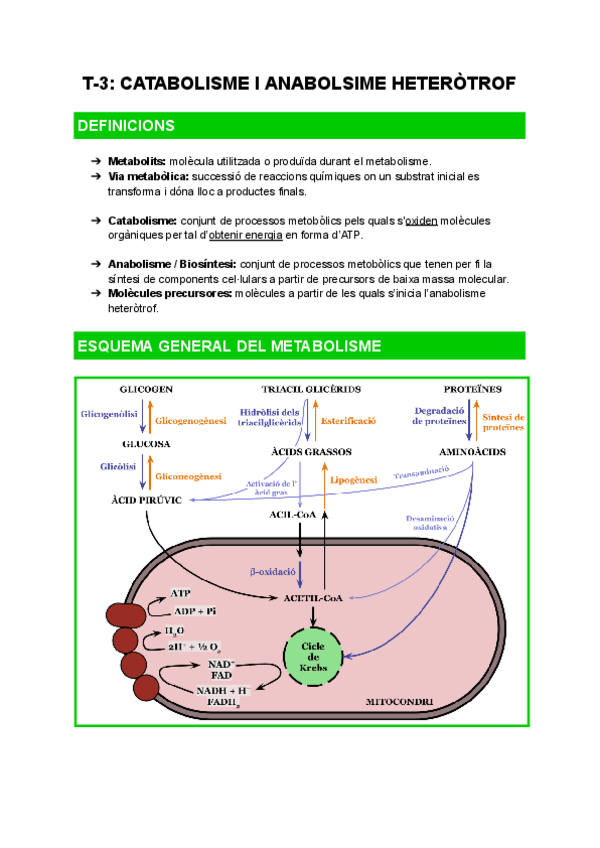 Miniatura del documento T-3: Catabolisme i Anabolisme Heteròtrof | Biologia.pdf