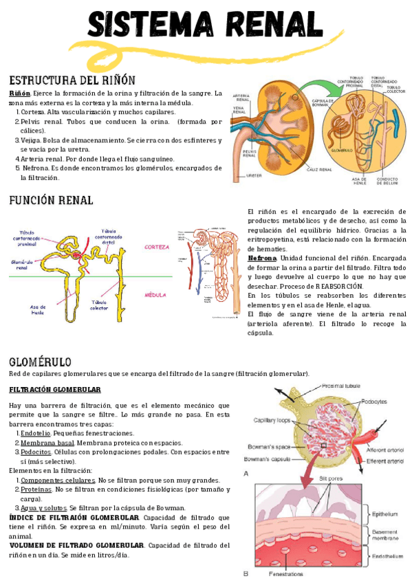 Miniatura del documento Esquema.-Sistema-renal.pdf