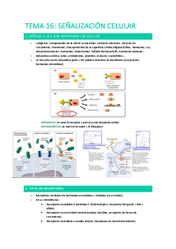 Miniatura del documento Tema-16-Senalizacion-celular.pdf