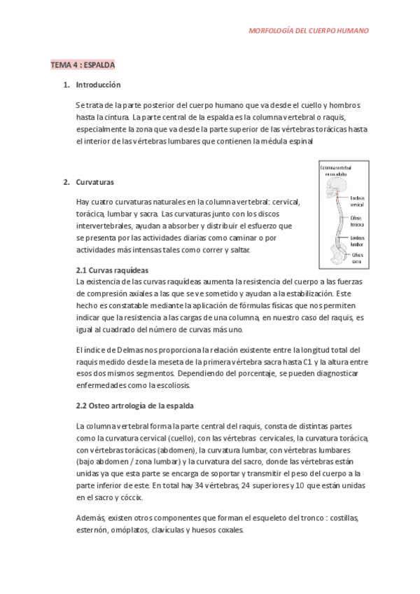 Miniatura del documento T.4-ESPALDA-ANATOMIA.pdf