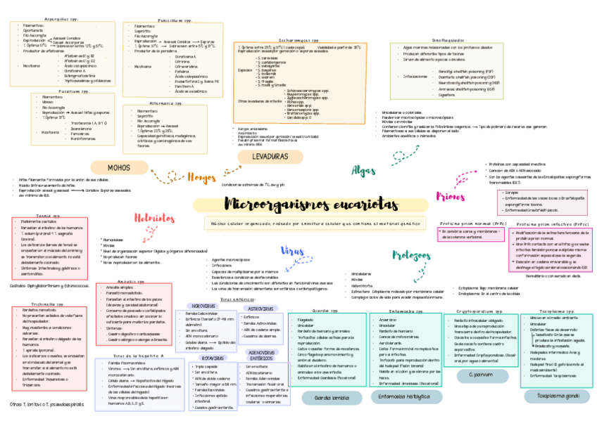 Miniatura del documento T3.-Microorganismos-Eucariotas.pdf
