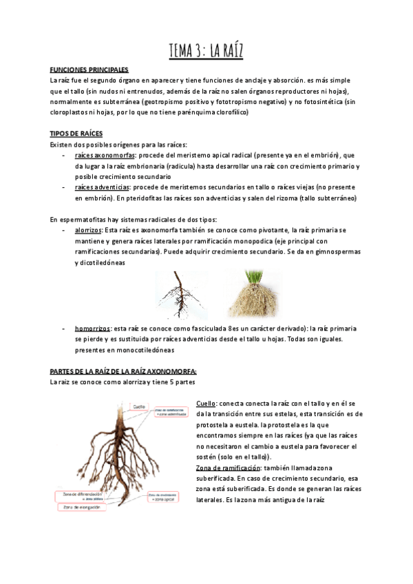 Miniatura del documento TEMA-3-BOTANICA-II.pdf