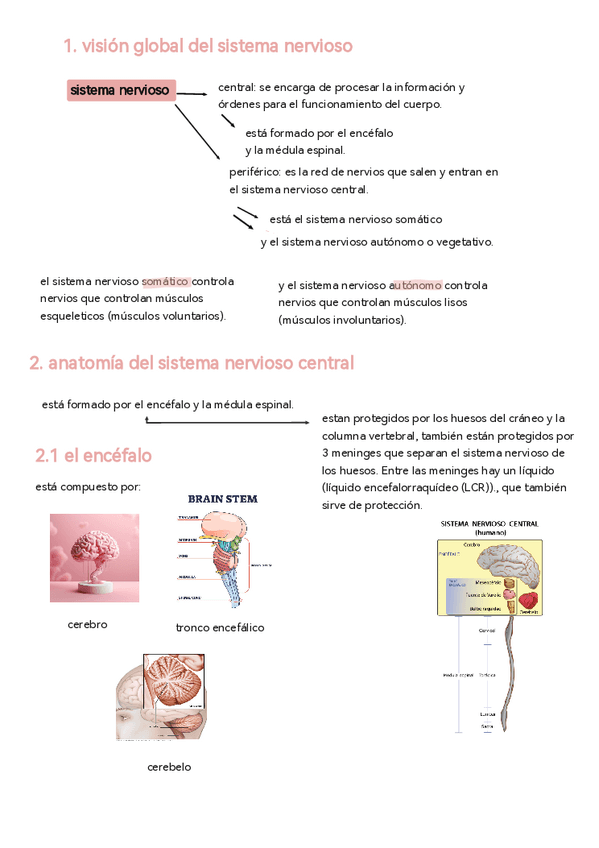 Miniatura del documento anatomia-tema-5.pdf