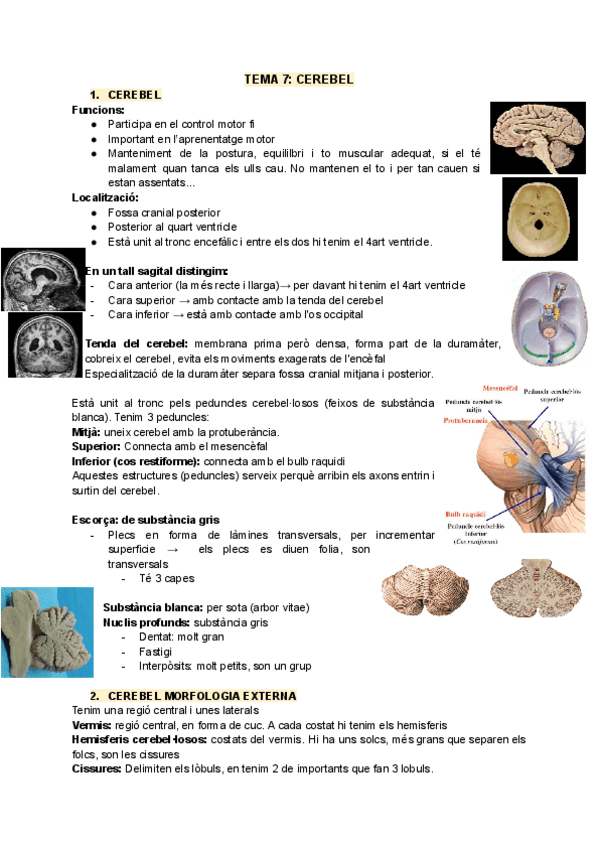 Miniatura del documento TEMA-7-CEREBEL.pdf