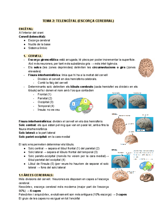 Miniatura del documento TEMA-2-TELENCEFAL-ESCORCA-CEREBRAL.pdf