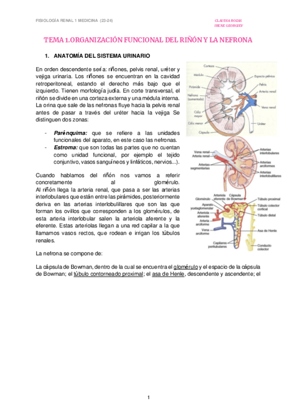 Miniatura del documento TEMA-1.-Organizacion-funcional-del-rinon-y-la-nefrona.pdf
