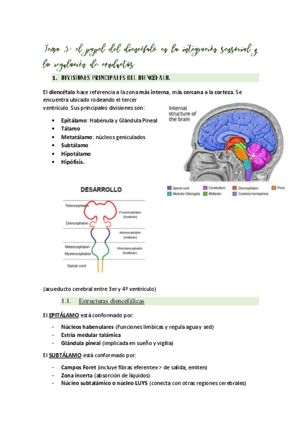 Miniatura del documento Tema-5El-papel-del-diencefalo.pdf