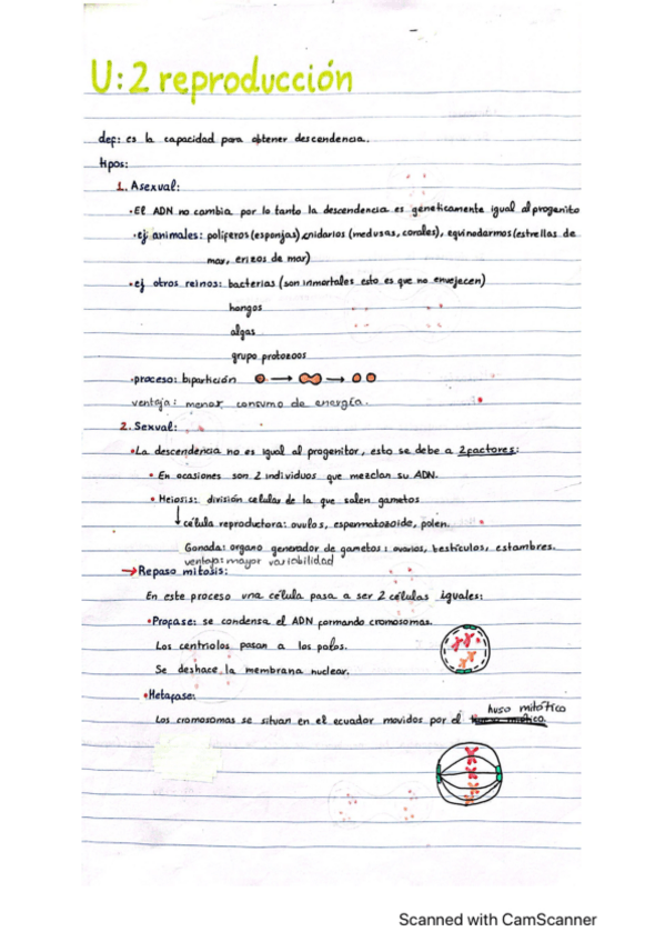 Miniatura del documento reproduccion-tipos-meiosis-mitosis-diferencias-tipos-especiales-de-reproduccion-aparatos-reproductores-gametogenesis-espermatogenesis-diferencias-estructura-gametos-y-desarrollo-embrionario-y-post-embrionario.pdf