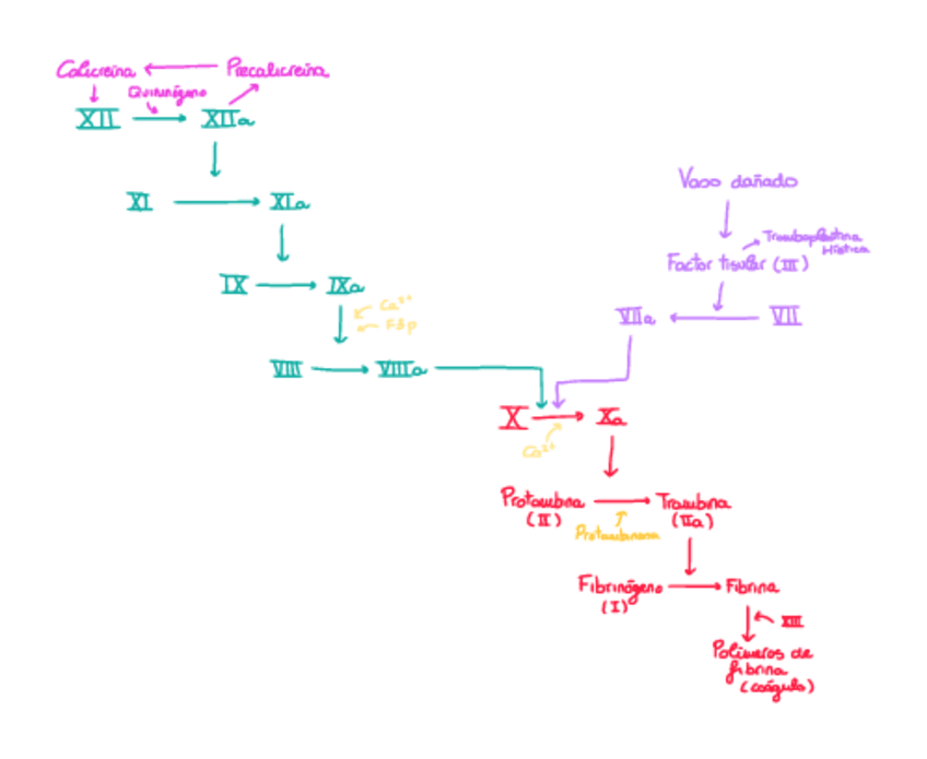 Miniatura del documento CASCADA-DE-COAGULACION.pdf