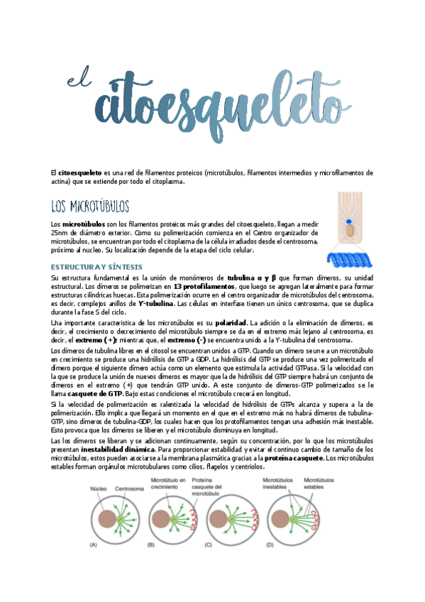 Miniatura del documento 9.-CITOESQUELETO.pdf