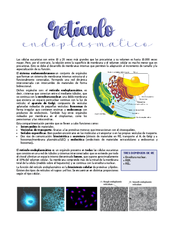 Miniatura del documento 12.-RETICULO-ENDOPLASMATICO.pdf