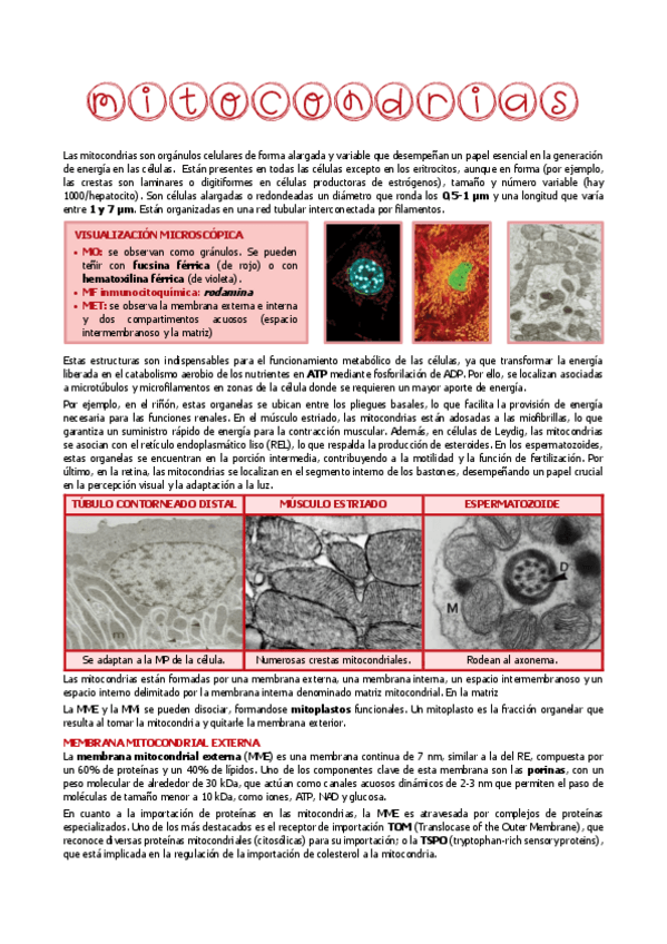 Miniatura del documento 16.-MITOCONDRIA.pdf