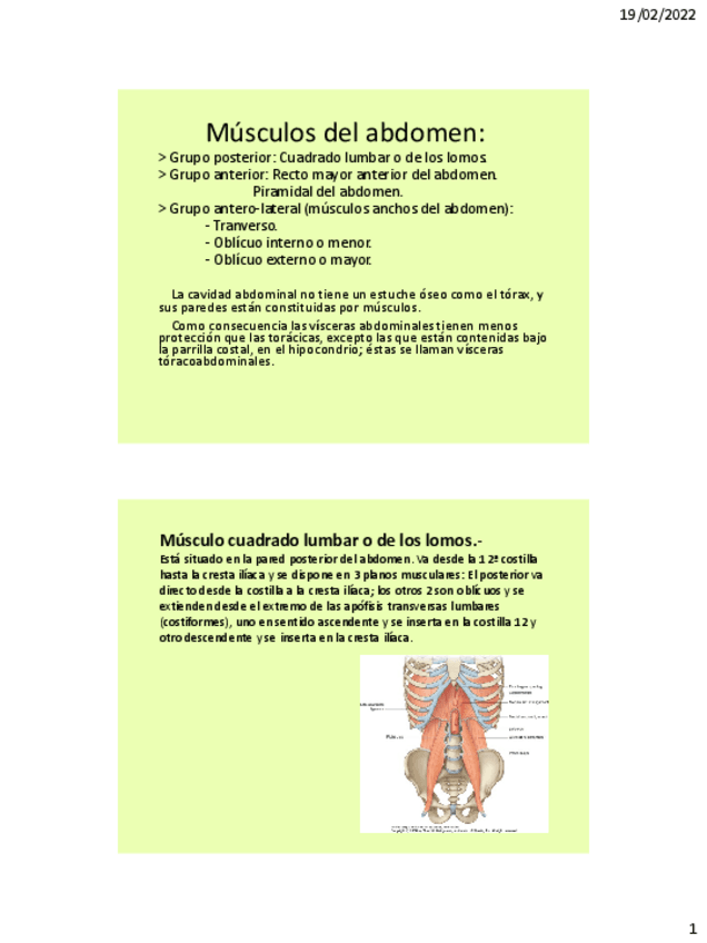 Miniatura del documento Musculos-del-abdomen-2.pdf