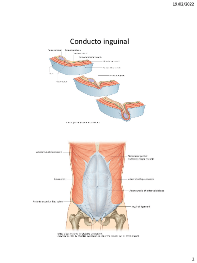 Miniatura del documento Conducto-inguinal-2.pdf