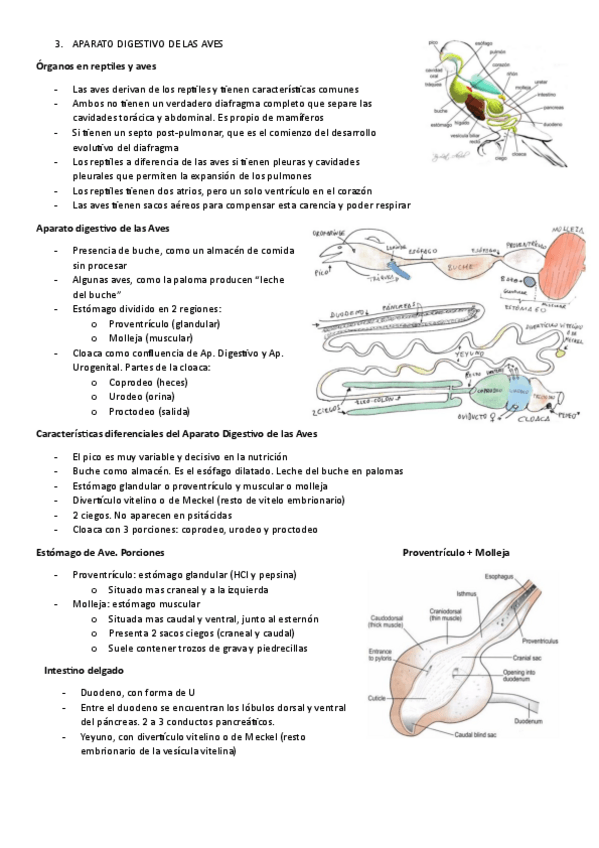 Miniatura del documento T3.-APARATO-DIGESTIVO-DE-LAS-AVES.pdf