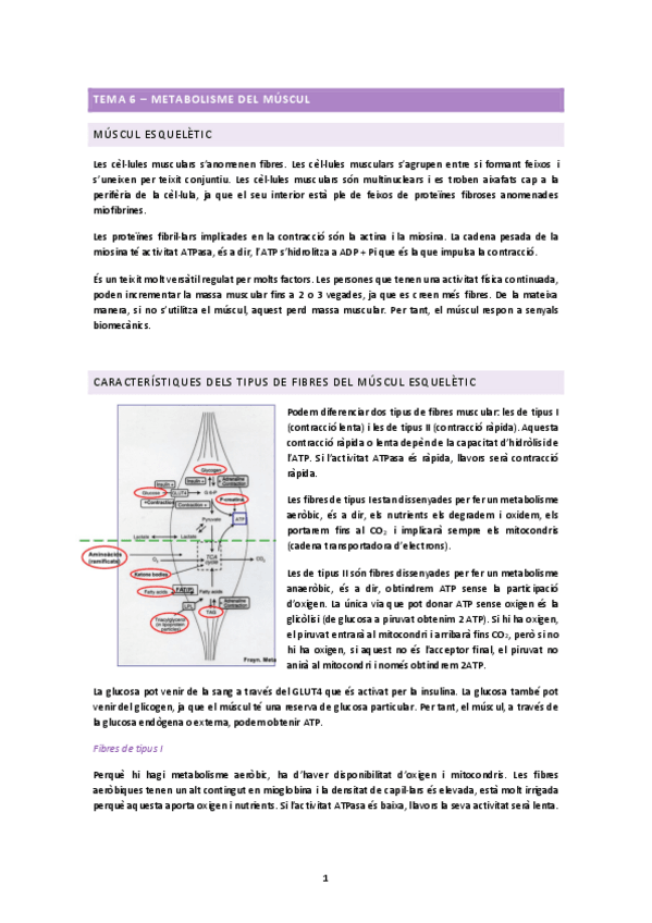 Miniatura del documento TEMA-6.docx.pdf