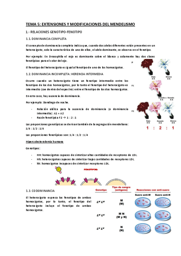 Miniatura del documento TEMA-5-GENETICA.pdf