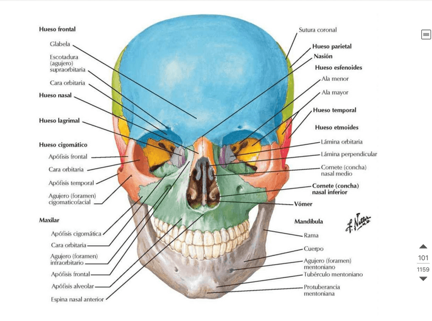 Miniatura del documento Practicas-Anatomia.pdf