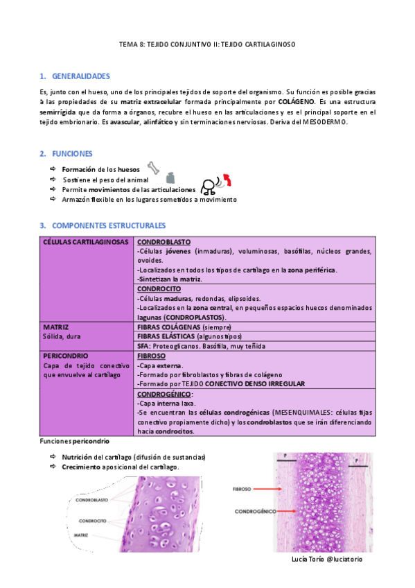 Miniatura del documento EyF-I-8.-Tejido-conjuntivo-II.pdf