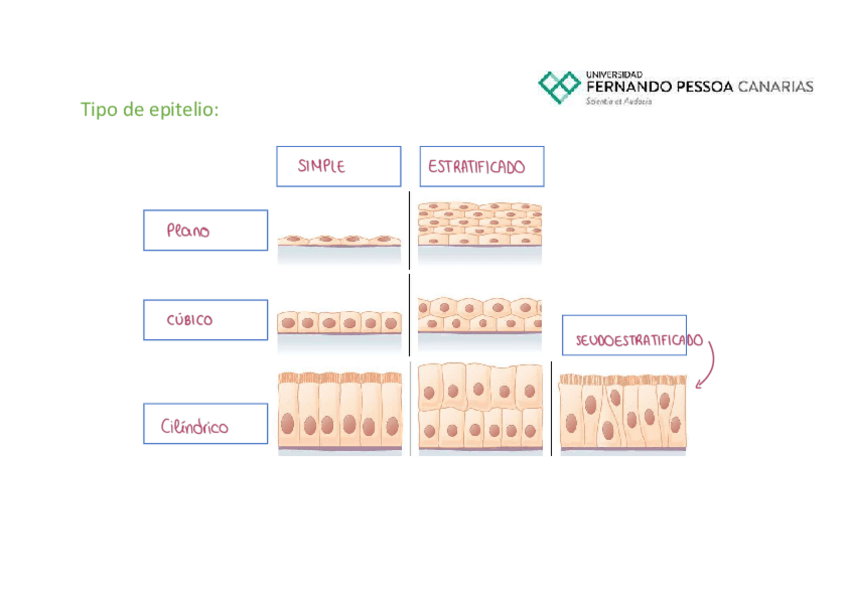Miniatura del documento Epitelio-Tabajo-individual.pdf